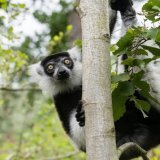 Les varis vivent sur une île du zoo de Bâle.